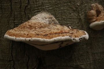 Ganoderma applanatum or bear bread on a tree in forest Veluwe in the Netherlands