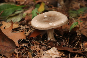 Clitocybe nebularis or clouded agaric in the forest during autumn season in the Netherlands