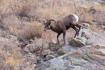 Naklejka premium Colorado Rocky Mountain Bighorn Sheep