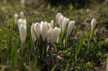 Crocus vernus albiflorus; alpine crocus on Flumserberg, Swiss Alps