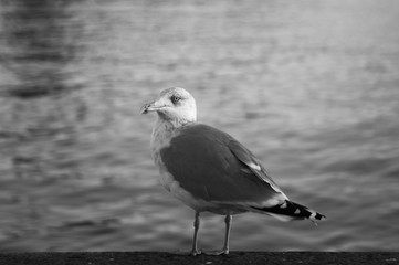 Seagull on the shore black and white