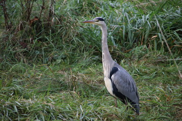 Heron on the grass searching for food in the Kralingse Bos Rotterdam in the Netherlands.