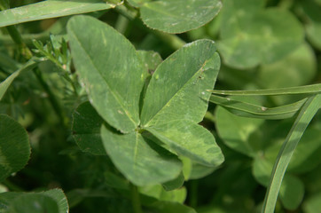 4-leaved clover in meadow, Flums