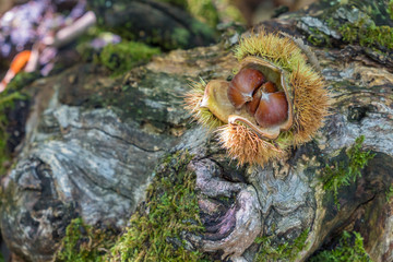 Chestnut fallen open in the chestnut forest on old fallen tree trunk
