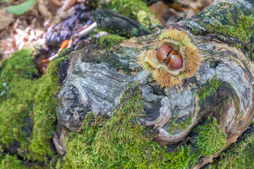 Chestnut fallen open in the chestnut forest on old fallen tree trunk