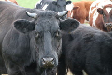 Black and red frysian Bulls on a meadow in Nieuwerkerk aan den IJssel in the Netherlands