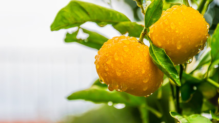 Small immature tangerine with drops of water after rain