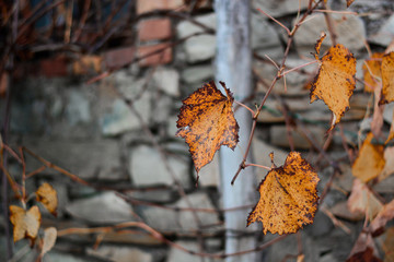 autumn leaves on ground
