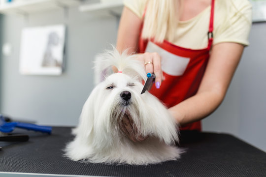 Female groomer brushing maltese dog at grooming salon.