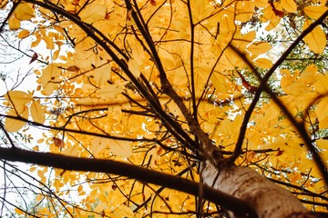 Yellow tree leaves
