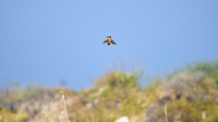 Alcedo atthis