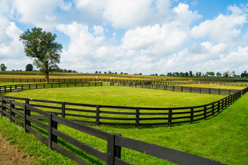 Fototapeta na wymiar Horses in Lexington, Kentucky