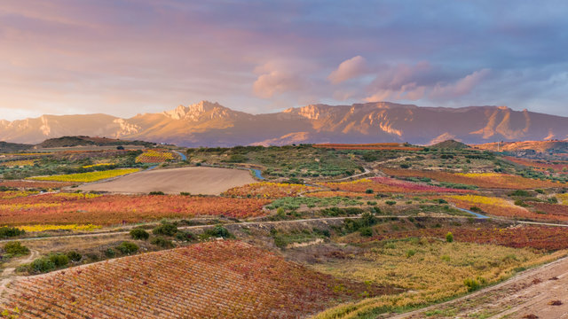 Vi&ntilde;edos en oto&ntilde;o