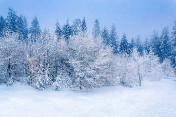 Winter forest: deep snow and snowy trees under blue sky