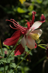 Fototapeta na wymiar Bicoloured Aquilegia (granny's bonnet) in Swiss cottage garden