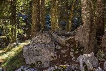 vivid deep forest mountain nature scenery landscape with stones rocks between trees and bright sun rays in morning fresh spring season weather time  