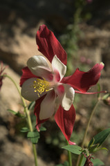 Bicoloured Aquilegia (granny's bonnet) in Swiss cottage garden