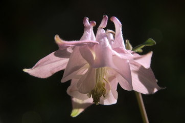 Pink Aquilegia flowering in Swiss cottage garden
