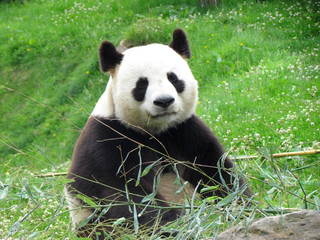 Fototapeta premium Panda watching a camera during its bamboo meal