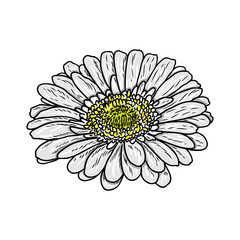 Daisy floral botany sketch. Daisy flower drawing. Color line art isolated on white backgrounds. Hand drawn botanical illustrations. Vector.