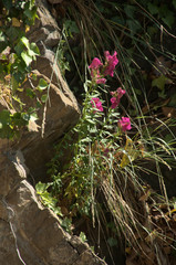 Naklejka na ściany i meble Antirrhinum flowers on rock wall in Swiss cottage garden