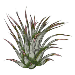 Hand drawn wild tropical house Succulent plant. Scandinavian mood element for card design. Air plant for terrarium. Vector.