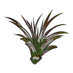 Fresh tropical house plant. Summer mood element. Green colorful succulent card design object. Natural greenery of isolated and editable flower. Vector.