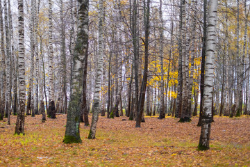 Fototapeta premium autumn in the birch grove