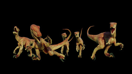 velociraptor pack, hunting theropod dinosaurs, 3d illustration isolated on black background