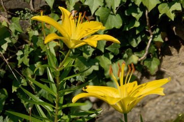 Yellow lily flowers in Swiss cottage garden