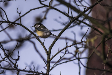 Great tit