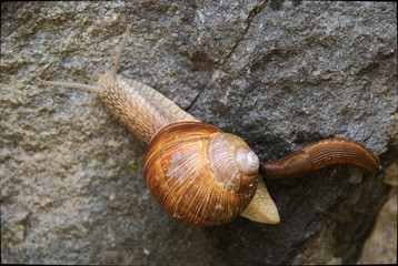 Escargot (edible snail) on damp wall in Swiss village
