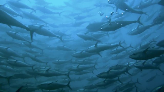 Schwarm von Blauflossen-Thunfischen in einer traditionellen Tonnara vor Sardinien