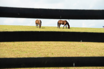Horses on Farm in Lexington, Kentucky