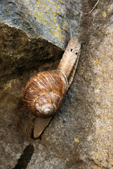Escargot (edible snail) on damp wall in Swiss village