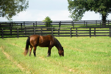 Horse on Farm in Kentucky.