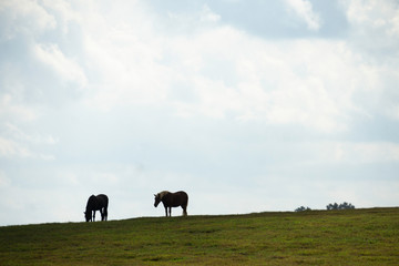 Obraz premium Horses on Farm in Lexington, Kentucky.