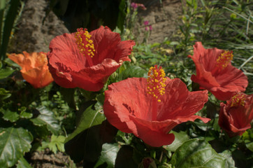 Scarlet hibiscus flower in Swiss informal garden