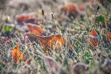 autumn leaves on ground