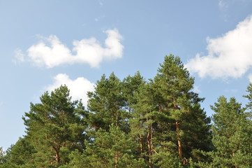 trees and blue sky
