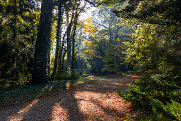 Obraz premium shadows sunbeams and colors of the autumn