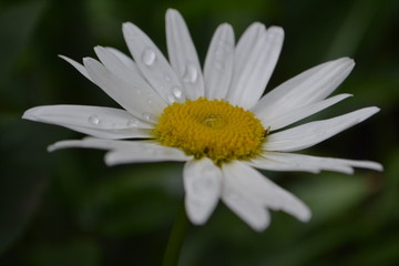 Obraz premium closeup of a daisy
