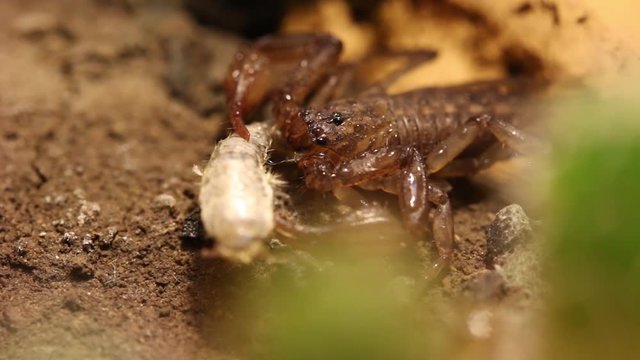 Mexico scorpion eating a silverfish