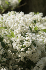 Spring blossom in Swiss garden hedge, Walenstadt
