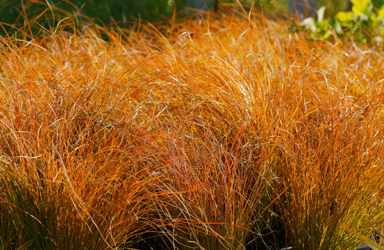Carex testacea Prairie Fire / ornamental grass