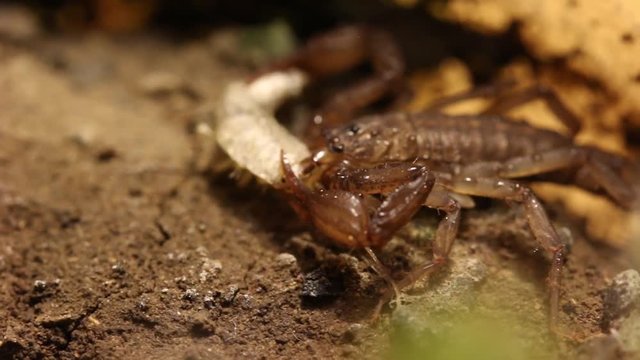Mexico scorpion eating a silverfish
