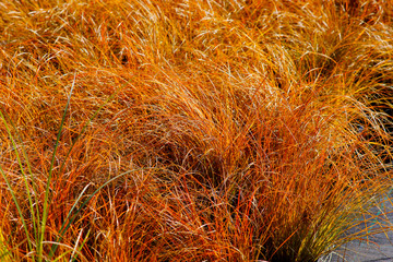 Carex testacea Prairie Fire / ornamental grass - obrazy, fototapety, plakaty