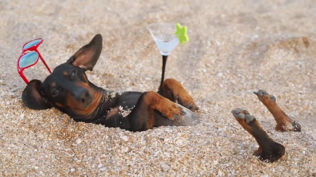 cute dog of dachshund, black and tan, wearing red sunglasses,with a cocktail, having relax and enjoying buried in the sand at the beach ocean on summer vacation holidays