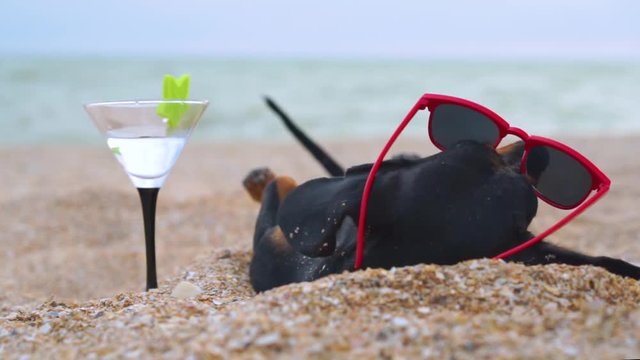 cute dog of dachshund, black and tan, wearing red sunglasses,with a cocktail, having relax and enjoying buried in the sand at the beach ocean on summer vacation holidays