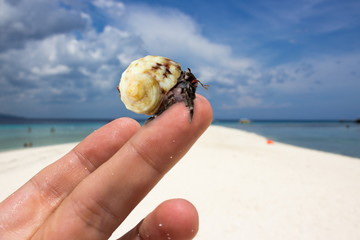 Small Hermit crab a sitting on male hand. Funny concept background: Crab - fly. Suitable for advertising a travel, tropical beach holidays, beach resort. Catch a crab. Crab my shaker.